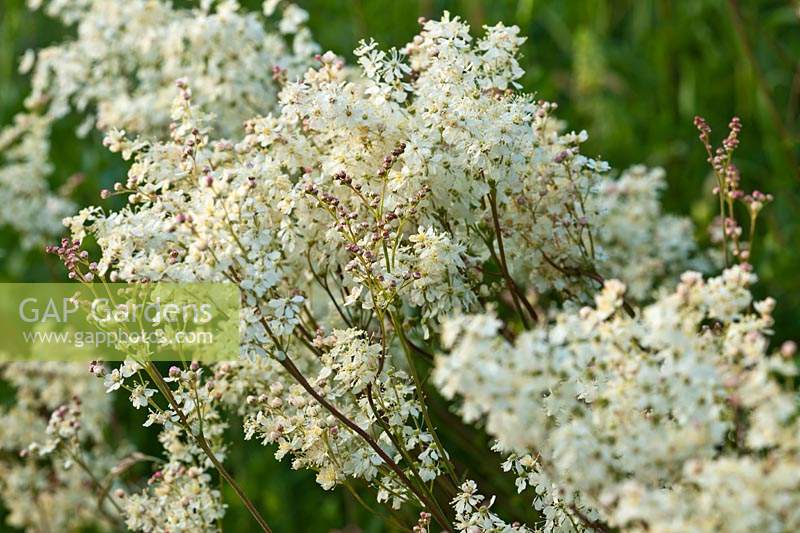 Meadowsweet Filipendula ulmaria wild native flower summer white scent June blooms blossoms flowers close-up closeup