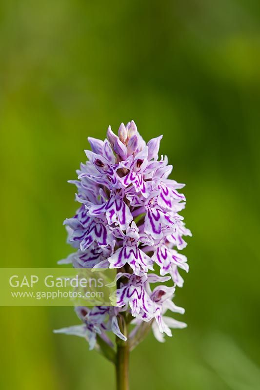 Common Spotted Orchid Dactylorhiza fuchsii flower summer native wild perennial purple white June garden plant South Downs