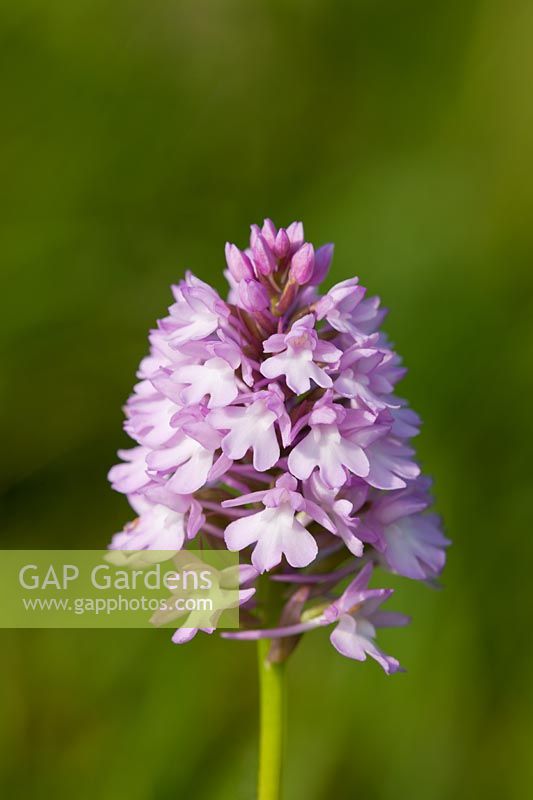Pyramidal Orchid Anacamptis pyramidalis pale white form flower summer native wild perennial purple pink June garden plant