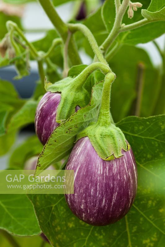 Eggplant Aubergine Callione F1 hybrid summer vegetable home grown organic heritage cultivar edible July summer close-up closeup