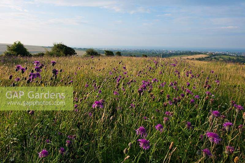 Common Knapweed rayed Centaurea nigra purple wild native summer perennial July field meadow Mill Hill Shoreham-by-Sea