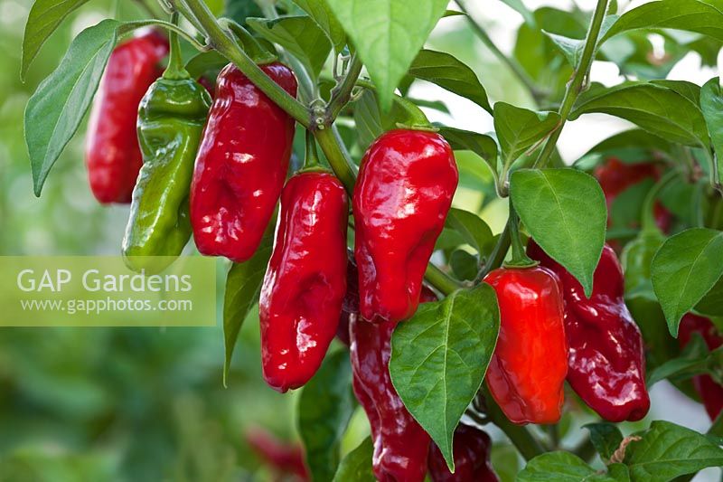 chilli pepper Capsicum chinense 'Cajamarca' cayenne summer vegetable spice hot July red kitchen garden plant pot grown organic