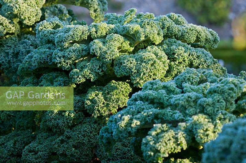 Brassica oleracea Acephala Group curly Kale 'Reflex' F1 hybrid