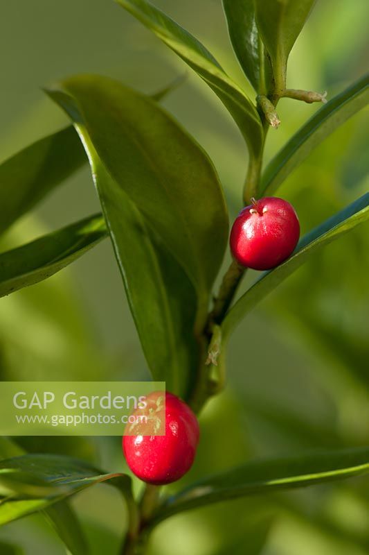 Christmas fragrant sweet winter box Sarcococca ruscifolia 'Dragon's Gate' scented winter flower evergreen shrub berry berries