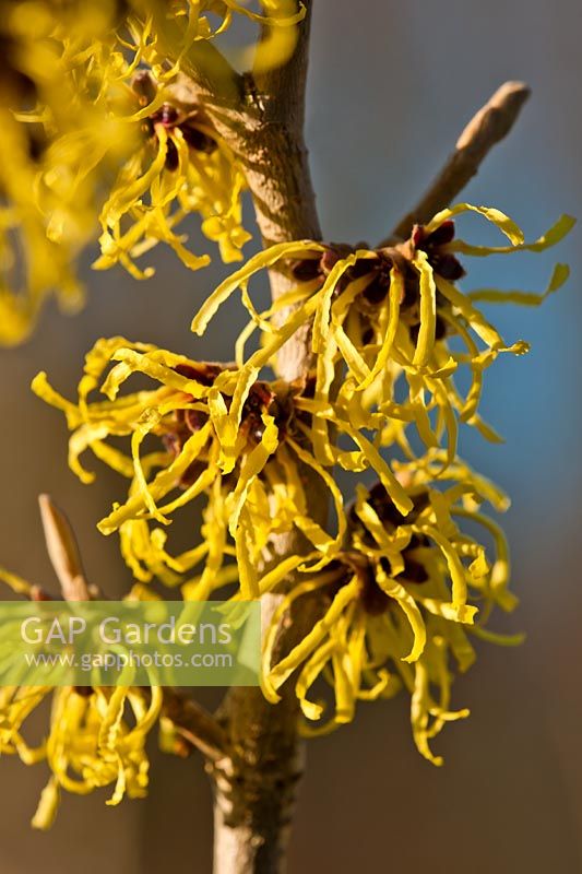 Hamamelis x intermedia 'Pallida' witchhazel winter spring flower deciduous shrub scented perfume yellow closeup close-up garden