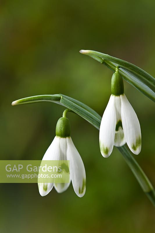 Galanthus nivalis 'Viridapice' common snowdrop  winter spring flower dwarf bulb white green January blooms blossoms flowers