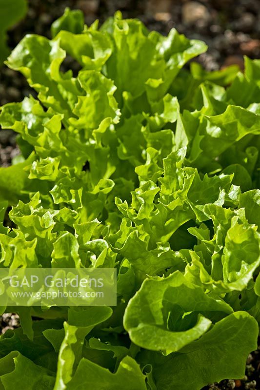 Lactuca sativa Winter Lettuce 'Fristina'