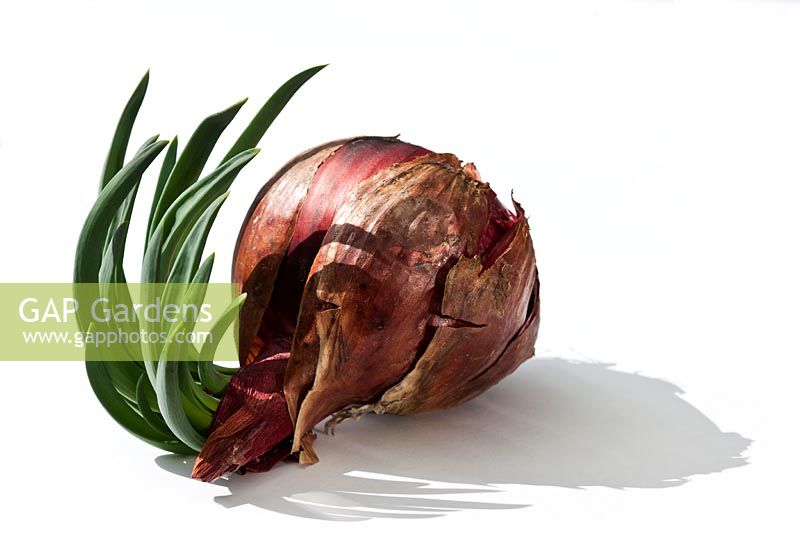Allium cepa Onion 'Red Baron'