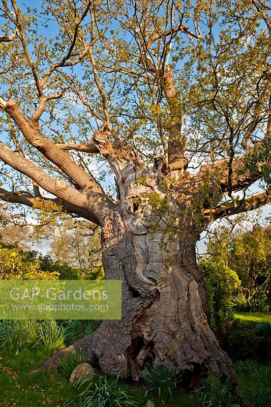 Quercus robur Ancient oak tree