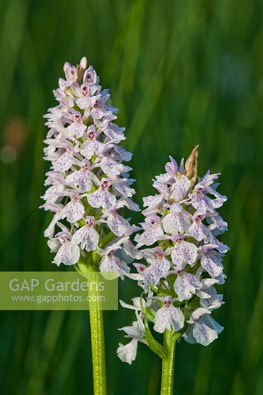 Dactylorhiza maculata Heath Spotted Orchid