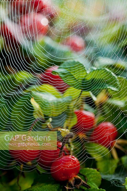 Araneus diadematus Garden Orb-web