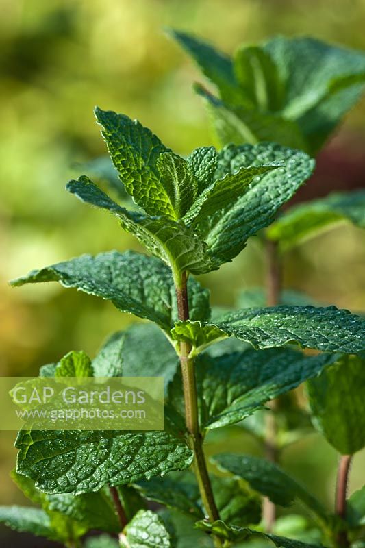 Mentha sachalinensis common English garden mint
