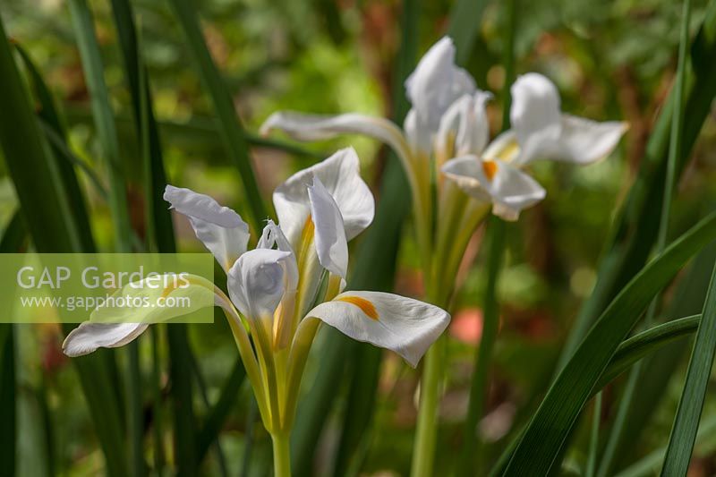 Iris unguicularis 'Alba' synonym stylosa