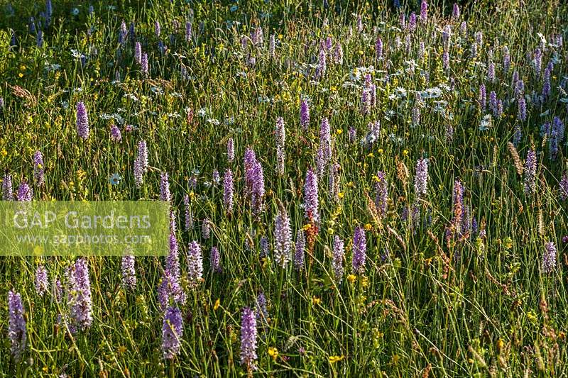 wildflower meadow Dactylorhiza fuchsii