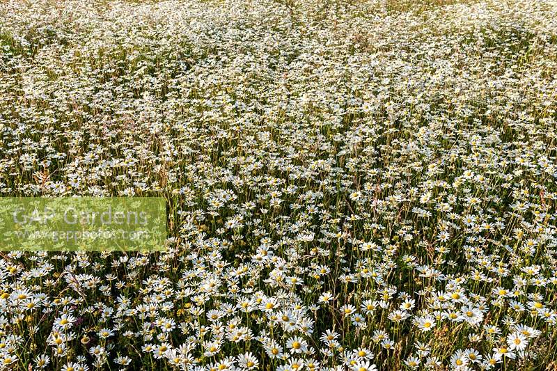 Leucanthemum vulgare ox-eye daisies