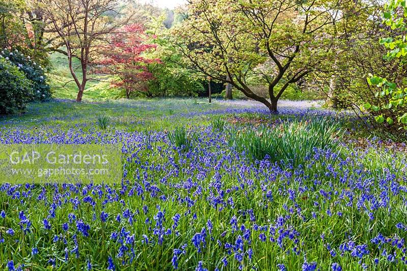 Bluebells and Acers at High Beeches garden