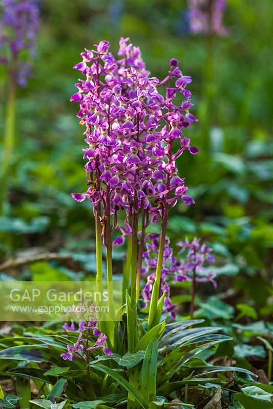 early purple orchids