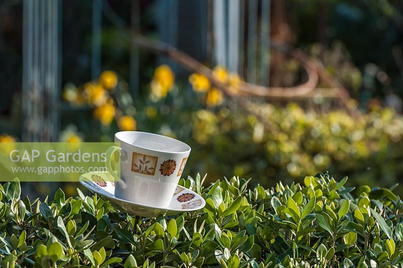 Driftwood garden teacups