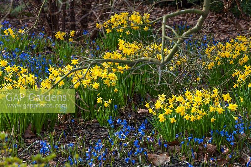 Narcissus 'Tete-a-Tete' daffodils