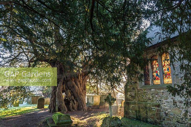 Ancient yew tree in Crowhurst churchyard