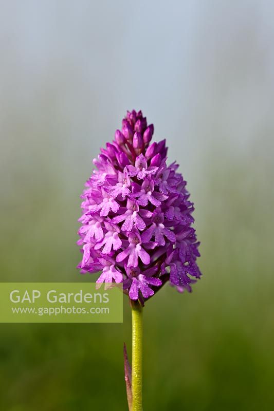 Pyramidal Orchid Anacamptis pyramidalis flower summer native wild perennial purple pink June garden plant South Downs
