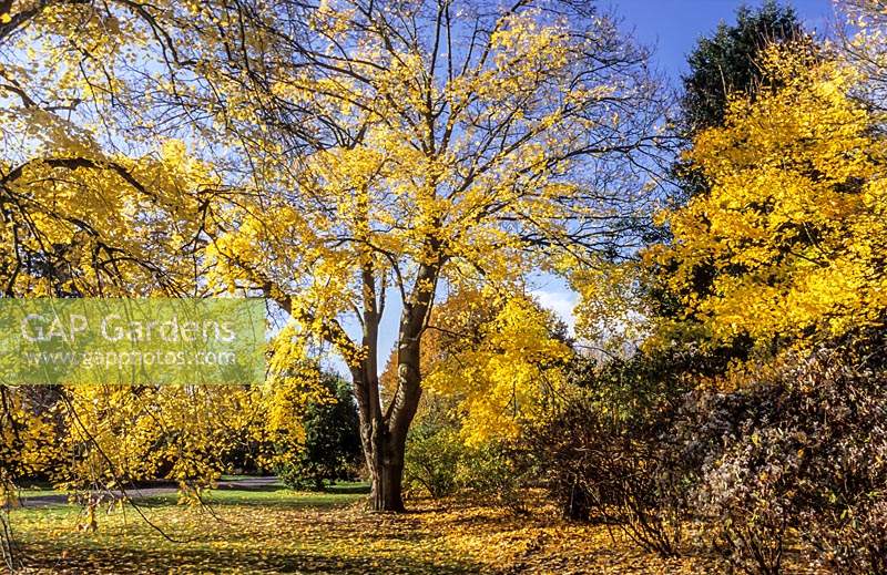 RHS Wisley Surrey Norway Maples Acer platanoides autumn garden