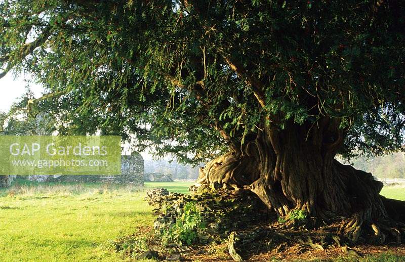 Waverley Abbey Surrey Ancient yew tree Taxus baccata