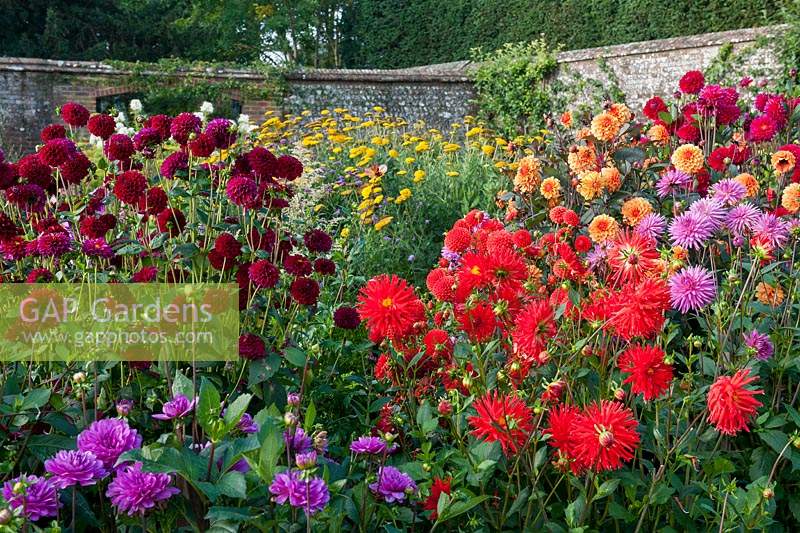mixed Dahlias cut flower garden September blooms blossoms flowers West Dean walled garden Sussex English England UK United