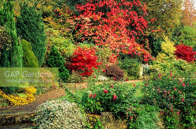 Brook Lodge Farm Cottage Surrey in autumn garden with Acer palmatum cultivars hardy Fuchsias and Vitis coignetiae