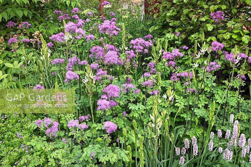 Thalictrum, Persicaria and Camassia at RHS Garden Bridgewater, Supported By British Tourist Association, Design: Tom Stuart-Smith, Chelsea Flower Show 2019
