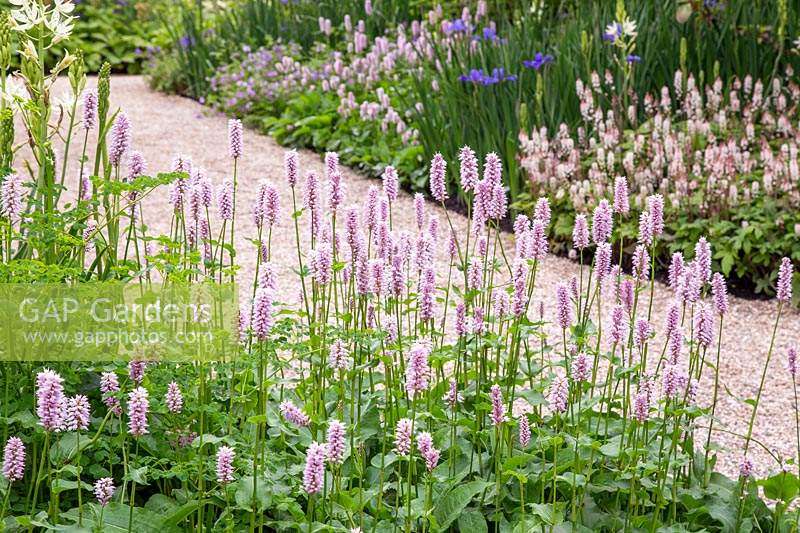 Persicaria in RHS Garden Bridgewater Display supported By British Tourist Association - Design: Tom Stuart-Smith at Chelsea Flower Show 2019