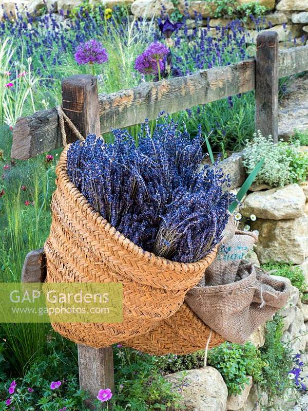 The Donkey Sanctuary: Donkeys Matter Garden with a woven basket containing picked lavender - lavendula - Designer: Christina Williams and Annie Prebensen - Sponsor: The Donkey Sanctuary. RHS Chelsea Flower Show 2019