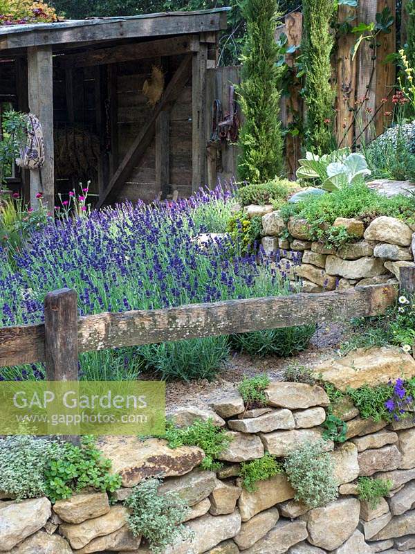 The Donkey Sanctuary: Donkeys Matter Garden at RHS Chelsea Flower Show 2019. A stone wall and wooden fence surrounds the garden densley planted with Lavender - Lavendula - Designer:  Christina Williams and Annie Prebensen - Sponsor: The Donkey Sanctuary