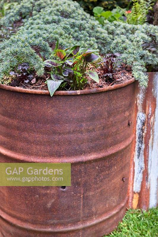 Walker's Forgotten Quarry Garden - Rusted steel barrel used as a plant container including a prostrate blue conifer and Heuchera. Design: Graham Bodle. Sponsor: Walker's Nurseries.