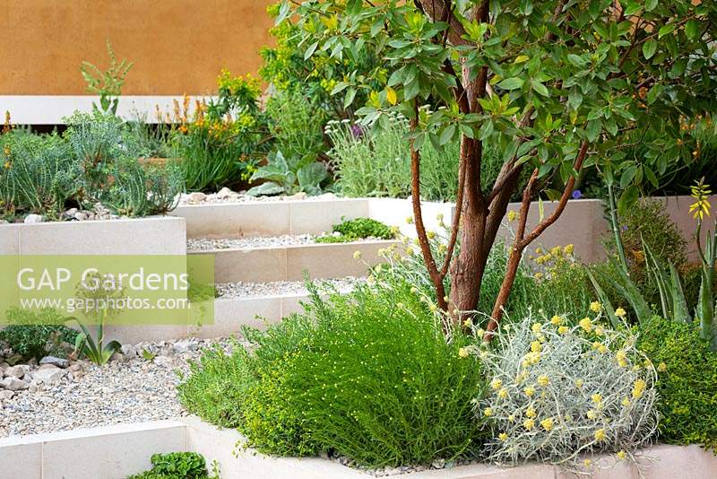 Mixed planting in contemporary garden. The Dubai Majlis Garden. Designed by Thomas Hoblyn. Sponsored by Dubai. RHS Chelsea Flower Show, 2019.
