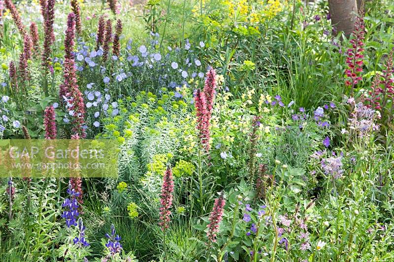 The Resilience Garden at RHS Chelsea Flower Show 2019. Planting includes Ragged robin, blue-flowered borage, forget-me-not, linum perenne, red spired echium russicum, lupins, geranium phaeum, Designer: Sarah Eberle. Sponsored by Gravetye Manor Hotel and Restaurant, Kingscote Estate, Forestry Commission, Department for Environment, Food and Rural Affairs, Royal Botanic Gardens, Kew, Scottish Forestry, Scottish Government, Welsh Government