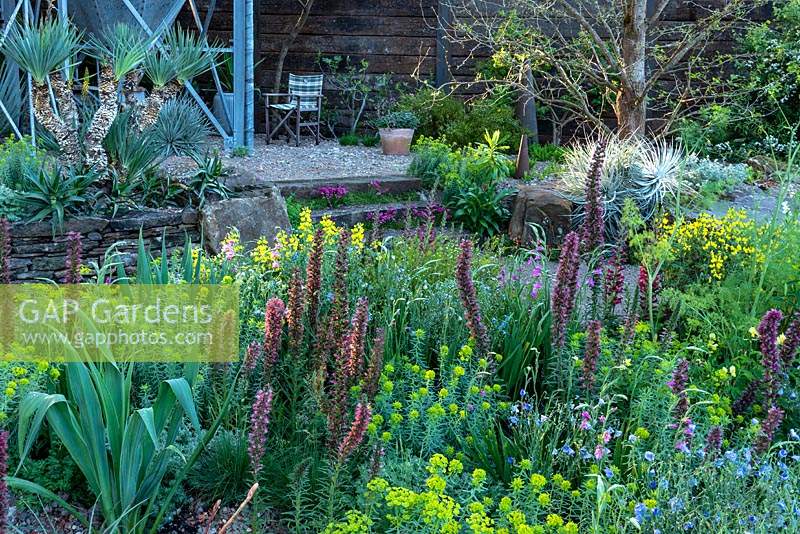 The Resilience Garden at RHS Chelsea Flower Show 2019. View looking across  Echium russicum also know as red-flowered viper's and  Euphorbia seguieriana subsp. niciciana. Designer: Sarah Eberle. Sponsors Gravetye Manor Hotel and Restaurant, Kingscot Estate, Forestry Commission, Department for Environment, Food and Rural Affairs, Royal Botanic Gardens, Kew,Scottish Forestry, Scottish Government, Welsh Government