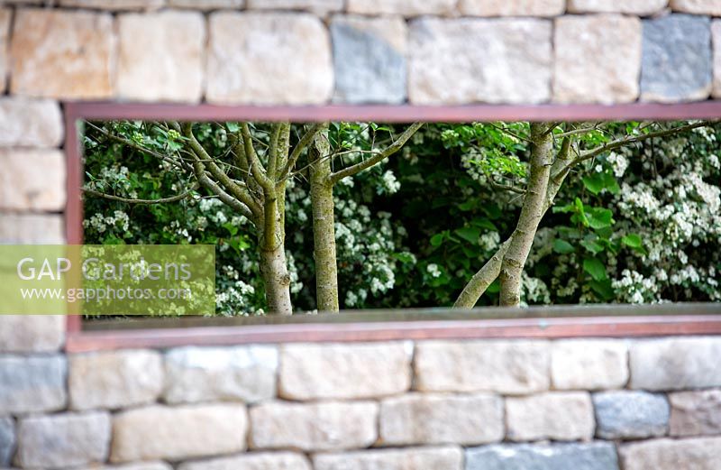 The Warners Distillery Garden, view through dry stone wall to multi-stemmed Crataegus prunifolia - Design: Helen Elks-Smith - Construction: Bowles and Wyer - Sponsor: Warners Gin. 