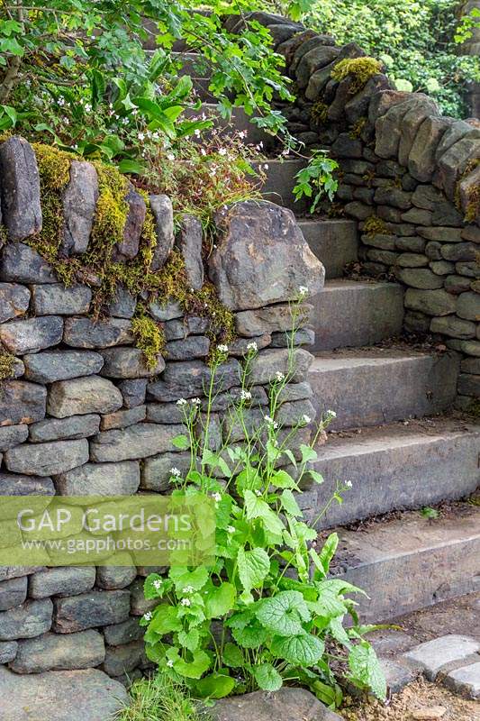 Alliaria petiolata - Wild Food or Jack by the Hedge in The Welcome to Yorkshire Garden. Design: Mark Gregory - Sponsor: Welcome to Yorkshire - stone walls and steps