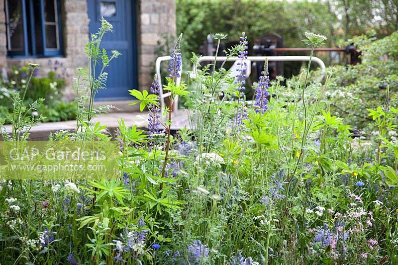 The Welcome to Yorkshire Garden. Wild planting, meadow, Camassia, blue lupin, umbellifers, blue cornflowers, Designer: Mark Gregory, Sponsor: Welcome to Yorkshire.
