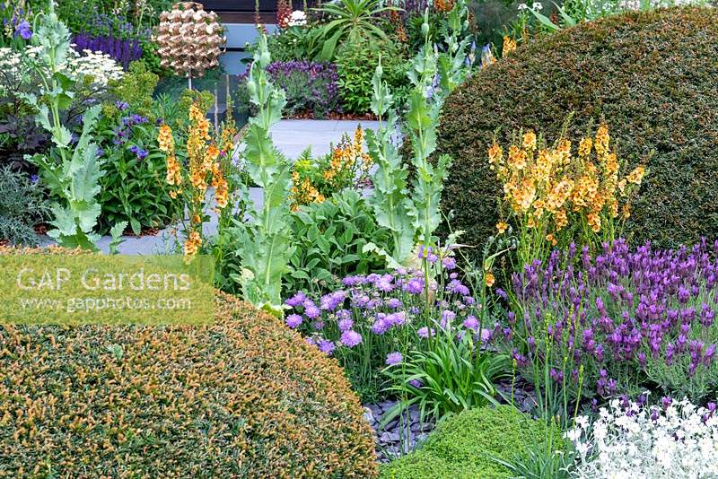 Mixed planting including Yew topiary, Verbascum, Lavandula and Papaver at The Morgan Stanley Garden, RHS Chelsea Flower Show 2019, Design: Chris Beardshaw, Sponsor: Morgan Stanley