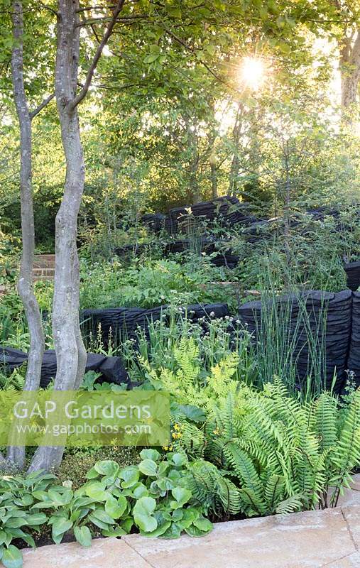 The M and G Garden, sunrise on woodland garden, shade loving plants, sustainable burnt oak timber sculpture by Johnny Woodford, – Designer: Andy Sturgeon - Sponsor: M and G Investments 
Chelsea Flower Show 2019