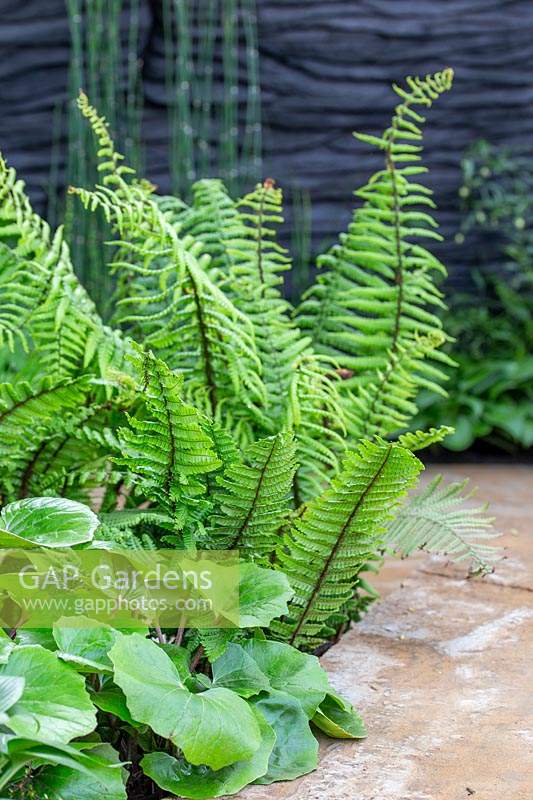 The M and G garden, contrasting foliage plants at Chelsea 2019
Sponsor : M and G Investments