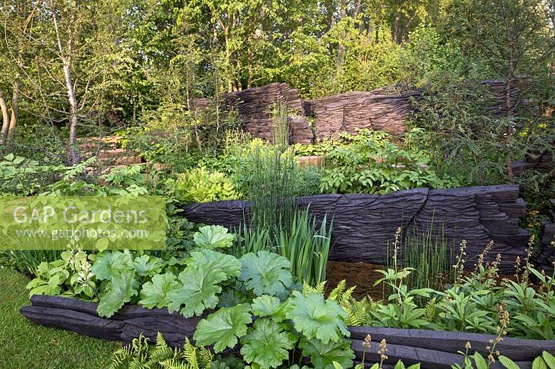 Photographer: Andrea Jones - Woodland garden with blackened timber walls - Shou Sugi Ban with planting by Crug Farm Plants including Gunnera killipiana and Beesia calthifolia - The M and G Garden, Design: Andy Sturgeon, 
Sponsor: M and G Investments
