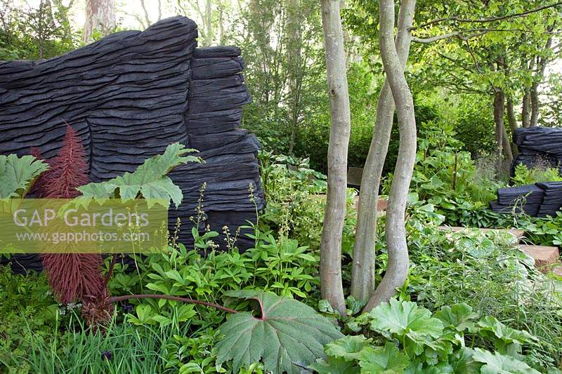 The M and G Garden 2019, the planting includes multi stemmed Carpinus betulus and Gunnera killipiana - Designer: Andy Sturgeon - Sponsor: M and G investments