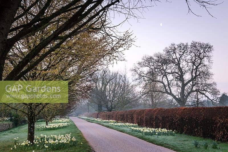 Drive to Highgrove House, lined with trees and beds of daffodils, March 2019. 