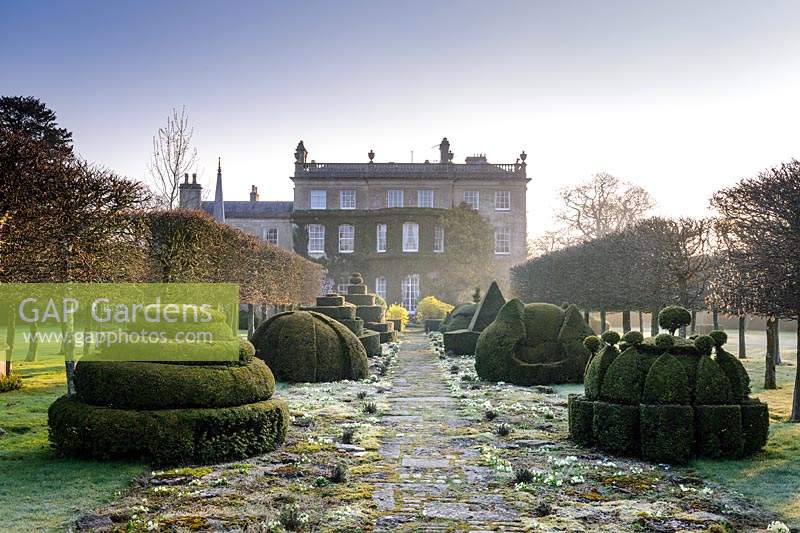 The Thyme Walk with Golden Yew Topiary, Highgrove Garden in March, 2019.