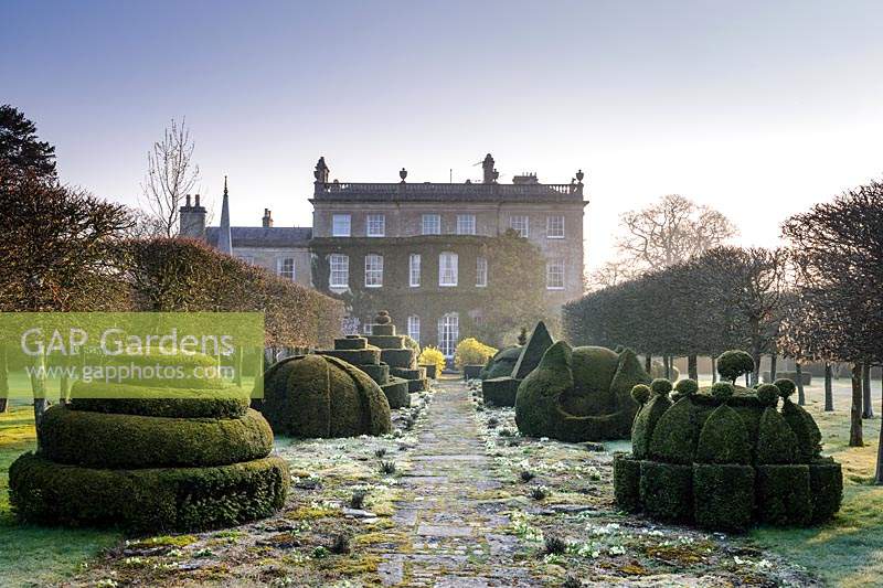 The Thyme Walk with Golden Yew Topiary, Highgrove Garden in March, 2019.
