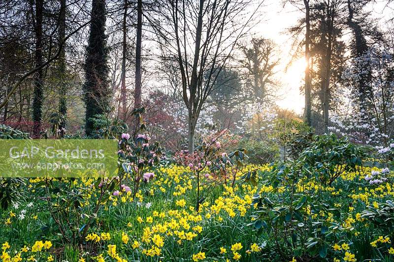 Daffodils and Rhododendrons in The Arboretum, Highgrove, March, 2019. 