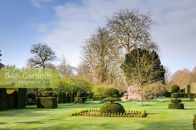 Yew Topiary forms on The Main Lawn, Highgrove House, March, 2019.